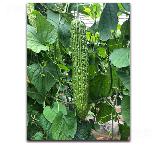 綠金龍-苦瓜種子-華邁種業(yè)