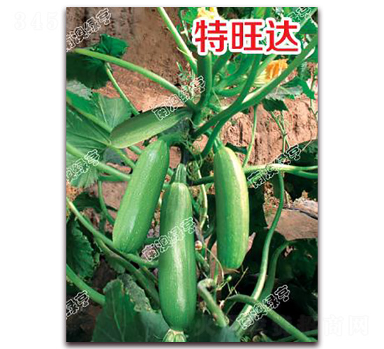 特旺達-西葫蘆種子-南澳綠亨