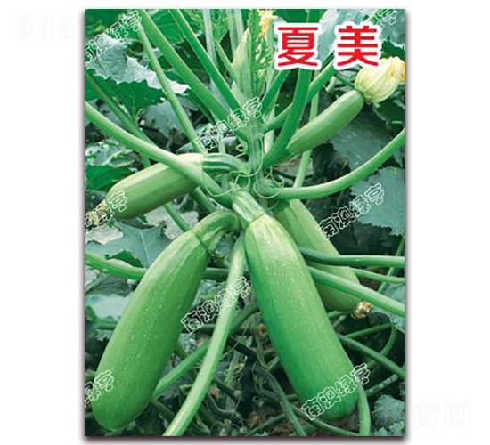 夏美-西葫蘆種子-南澳綠亨