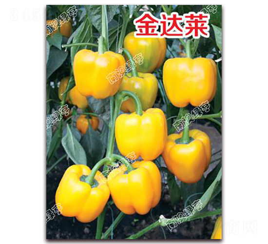 金達(dá)萊-甜椒種子-南澳綠亨