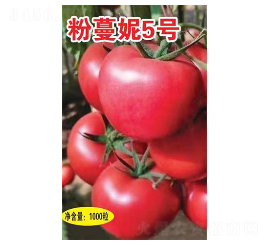 粉蔓妮5號(hào)-西紅柿種子-英格蘭仕
