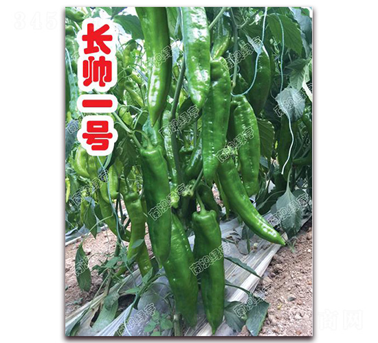 長(zhǎng)帥一號(hào)-尖椒種子-南澳綠亨