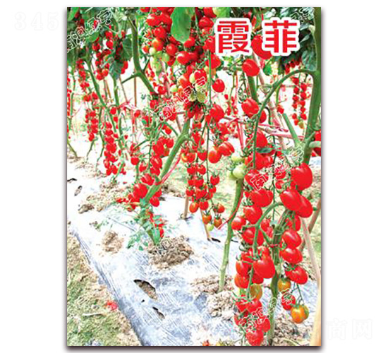 霞菲-櫻桃番茄種子-南澳綠亨