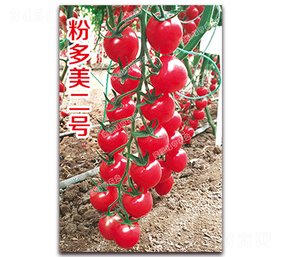 粉多美二號(hào)-櫻桃番茄種子-南澳綠亨