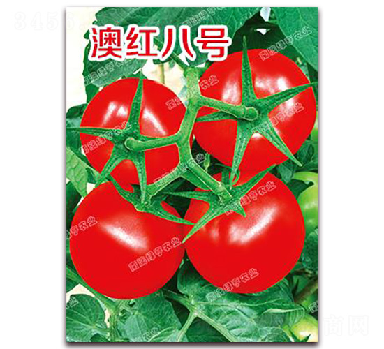 澳紅八號(hào)-大紅番茄種子-南澳綠亨
