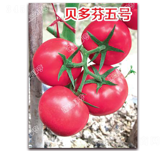 貝多芬五號(hào)-粉果番茄種子-南澳綠亨