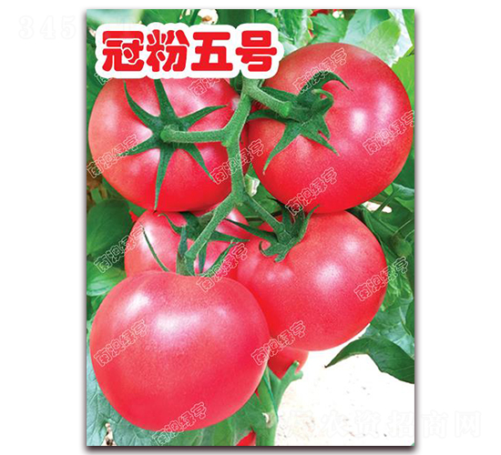 冠粉五號-粉果番茄種子-南澳綠亨