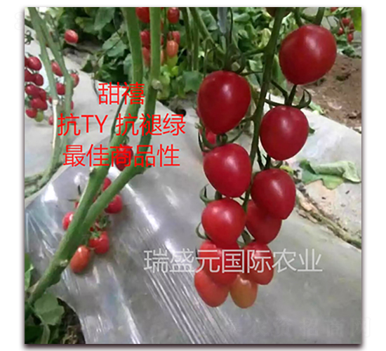 甜禧-櫻桃番茄種子-瑞盛元