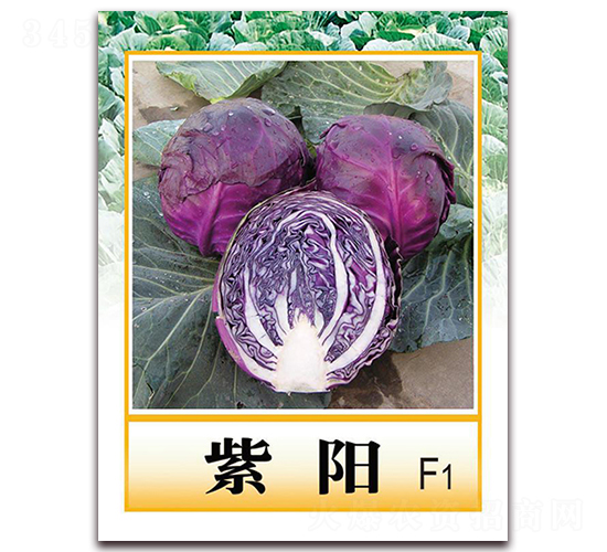 紫陽(yáng)F1-紫甘藍(lán)種子-中農(nóng)天騰