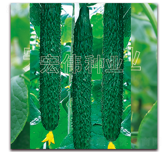 富農(nóng)四號-黃瓜種子-宏偉種業(yè)