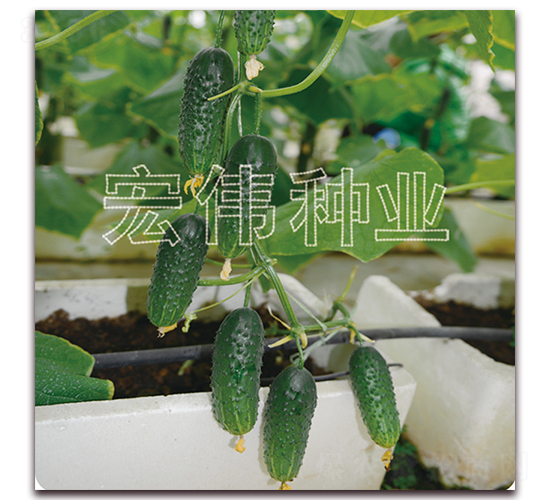 瑪莎一號-黃瓜種子-宏偉種業(yè)