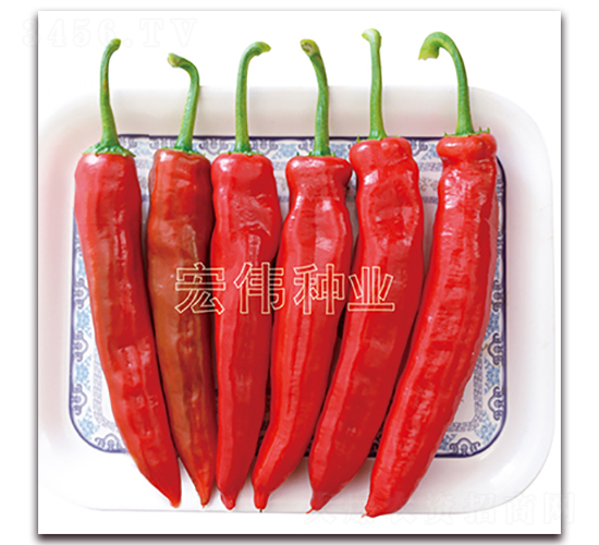 宏偉一號(hào)水果椒-辣椒種子-宏偉種業(yè)