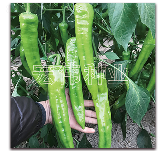 香辣五號-辣椒種子-宏偉種業(yè)