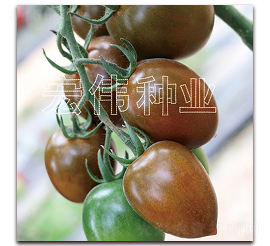 紫羅曼一號(hào)-櫻桃西紅柿種子-宏偉種業(yè)