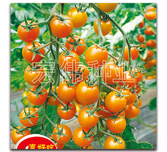 黃珍珠-櫻桃西紅柿種子-宏偉種業(yè)