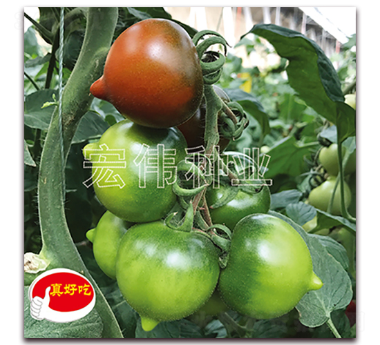 紫桃一號-櫻桃西紅柿種子-宏偉種業(yè)