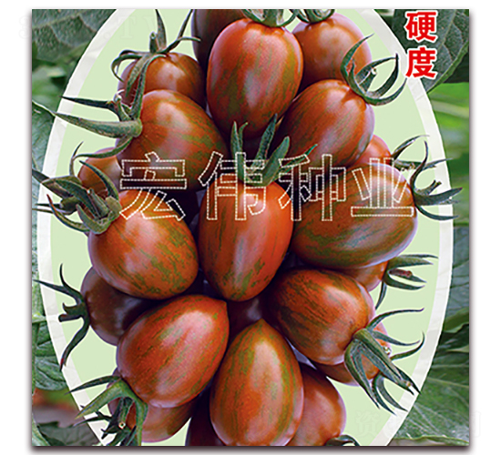 紫彩玉-櫻桃西紅柿種子-宏偉種業(yè)