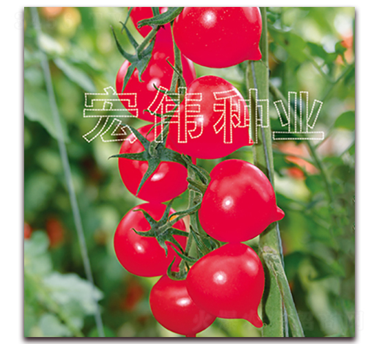 粉桃一號(hào)-櫻桃西紅柿種子-宏偉種業(yè)