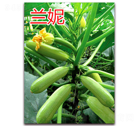 蘭妮-西葫蘆種子-億諾農(nóng)業(yè)
