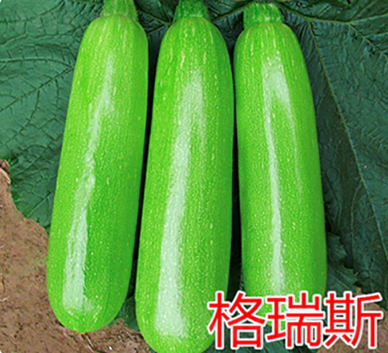 格瑞斯-西葫蘆種子-億諾農(nóng)業(yè)