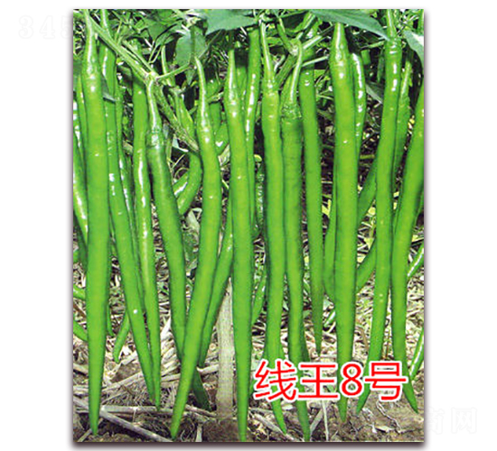 線王8號-辣椒種子-億諾農(nóng)業(yè)