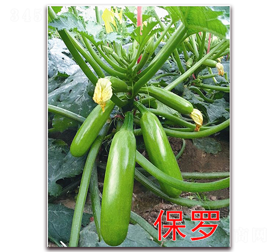 保羅-西葫蘆種子-萬(wàn)宇農(nóng)業(yè)