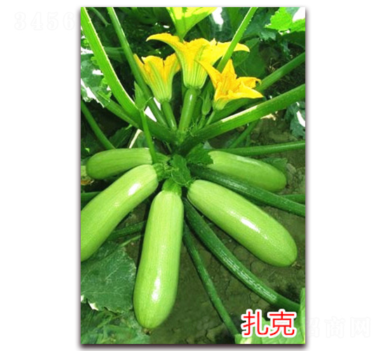 扎克-西葫蘆種子-萬(wàn)宇農(nóng)業(yè)