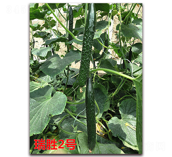 瑞勝2號-黃瓜種子-萬宇農業(yè)