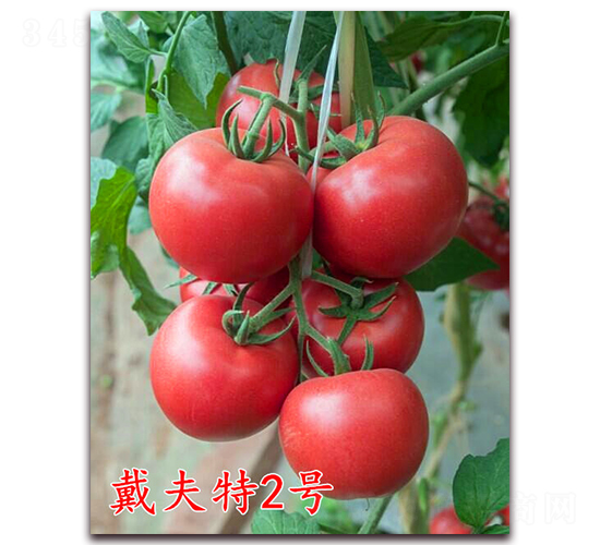 戴夫特2號-粉果番茄種子-萬宇農(nóng)業(yè)