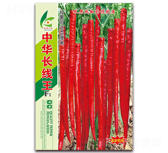 中華長線王-線椒種子-紅發(fā)種業(yè)