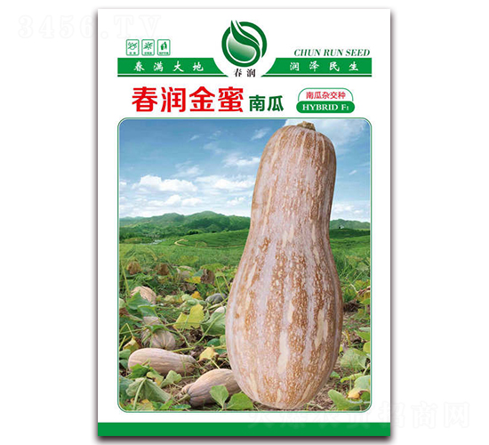 春潤金蜜-南瓜種子-春潤種業(yè)