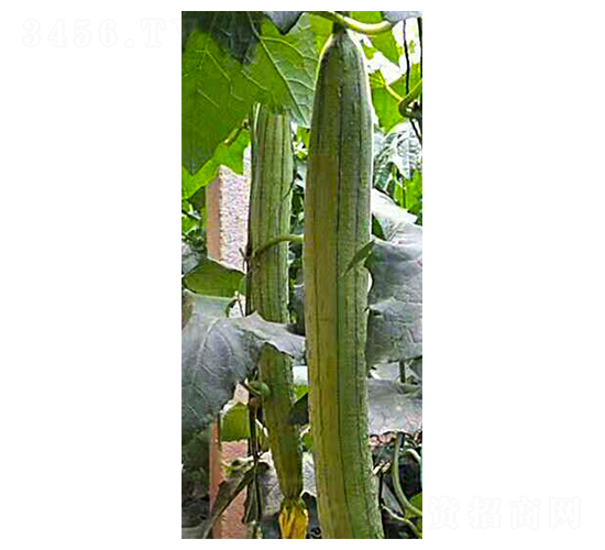 翡翠一號(hào)-絲瓜苗-天宏種業(yè)