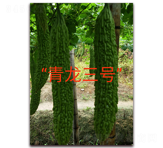 青龍三號-苦瓜種子-映山龍