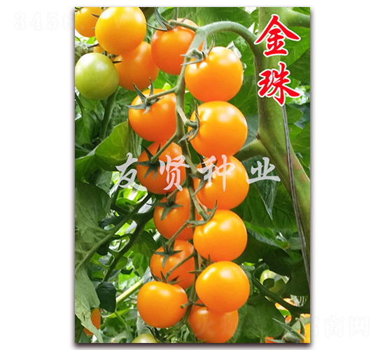 金珠-黃色櫻桃小番茄種子-友賢種業(yè)
