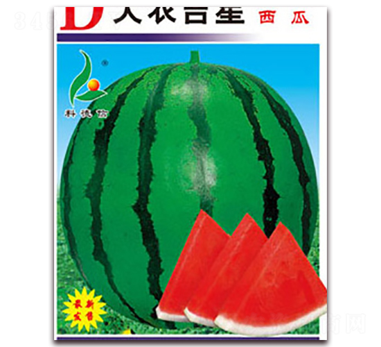 大農(nóng)吉星-西瓜種子-科德信