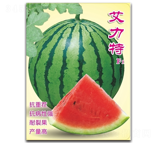 艾力特-西瓜種子-高科種業(yè)