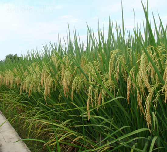 綠海優(yōu)5號(hào)-綠海種業(yè)