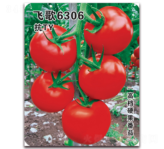 飛歌6306-番茄種子-飛歌農業(yè)