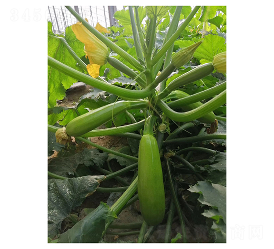 夏陽-西葫蘆種子-凌廣農(nóng)業(yè)