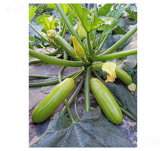 春盈-西葫蘆種子-凌廣農(nóng)業(yè)