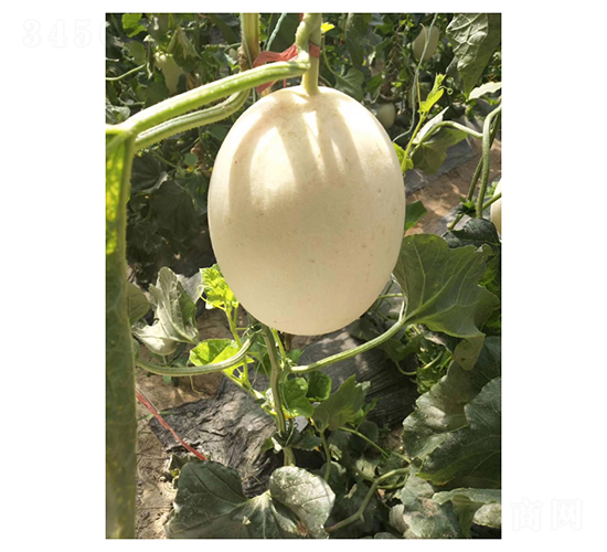 甜蜜脆梨-甜瓜種子-凌廣農(nóng)業(yè)