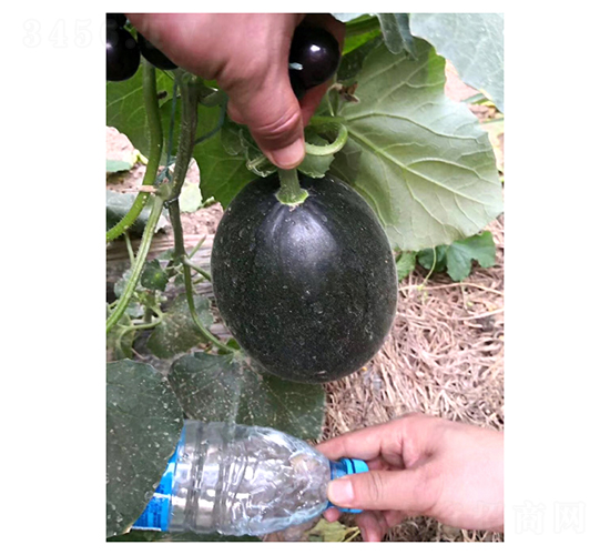 壽研墨玉-甜瓜種子-凌廣農(nóng)業(yè)