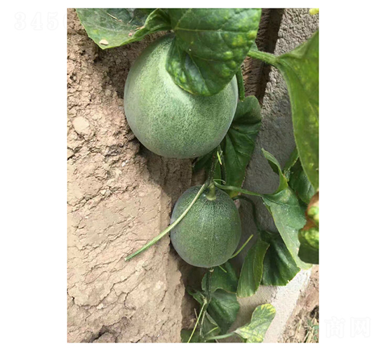 壽研綠色經(jīng)典-甜瓜種子-凌廣農業(yè)