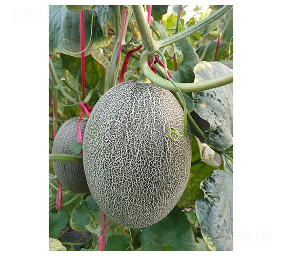 西州蜜17-甜瓜種子-地喜農(nóng)業(yè)