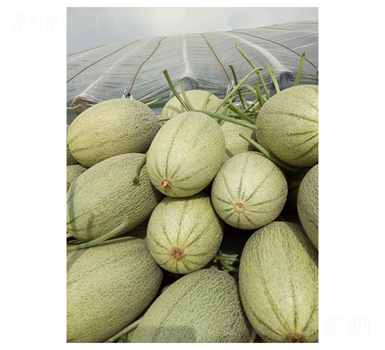 西州蜜25-甜瓜種子-地喜農(nóng)業(yè)