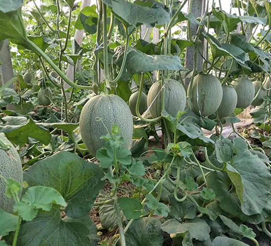 西州蜜-甜瓜種子-地喜農(nóng)業(yè)