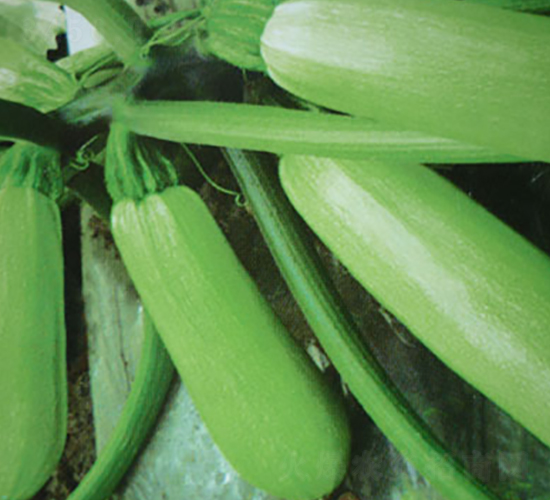 中葫8號(hào)—西葫蘆種子-華豐種業(yè)