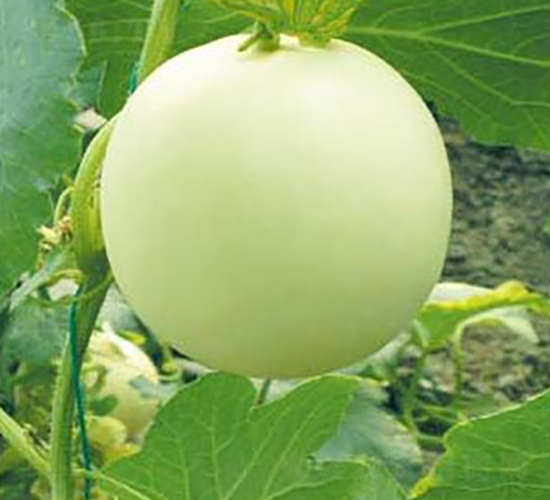 中甜一號(hào)-甜瓜種子-華豐種業(yè)