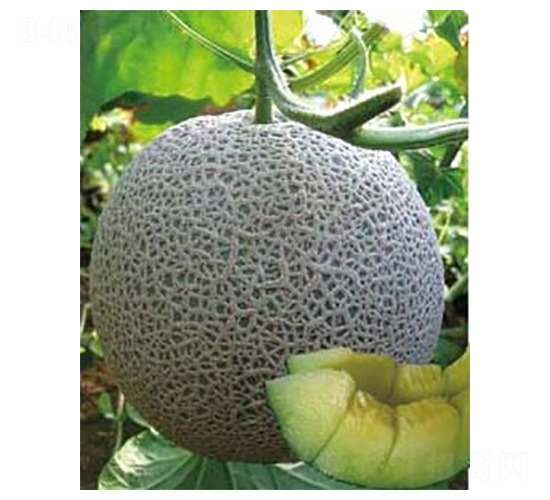 中甜五號(hào)-甜瓜種子-華豐種業(yè)