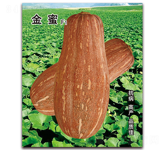 金蜜-南瓜種子-營(yíng)口君旺
